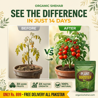 🌱 PLANT BOOSTER SPRAY – Faster Growth & More Fruits